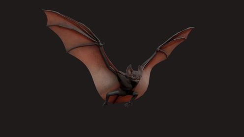 3D Model: Bat
