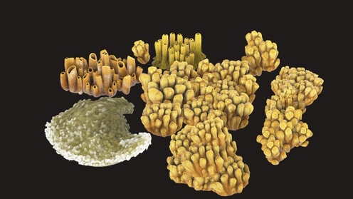 3D Model: Coral Collection Yellow