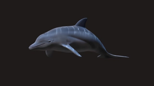 3D Model: Dolphin