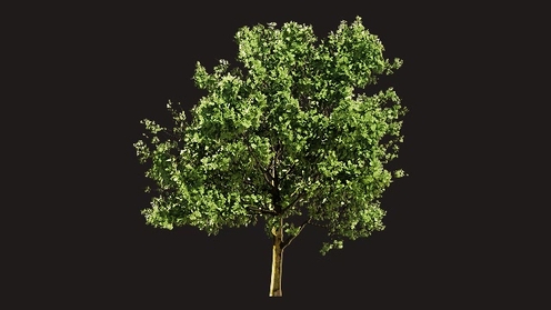 3D Model: English Oak 1