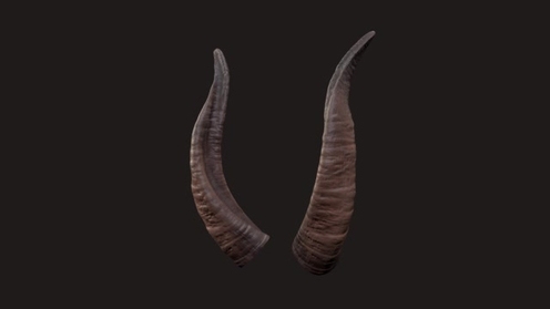 3D Model: Horns
