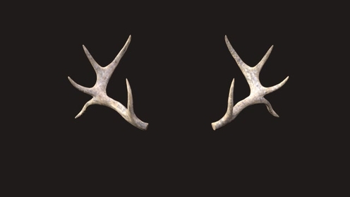 3D Model: Large Antlers