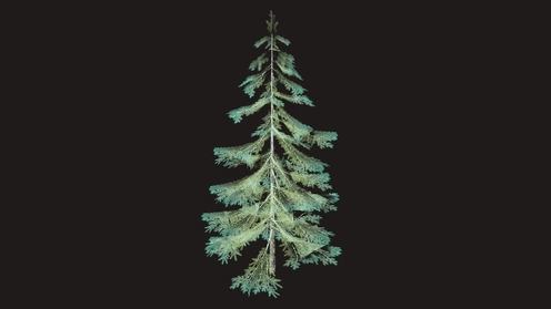 3D Model: Pine Tree Low Poly 1