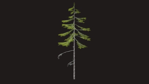 3D Model: Pine Tree Low Poly 2