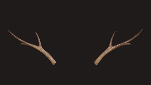 3D Model: Small Antlers