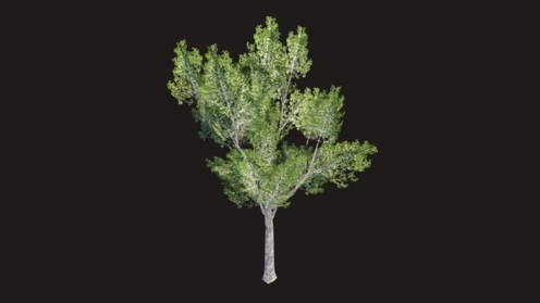 3D Model: Elm Tree Low Poly 1