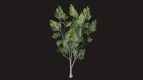 3D Model: Elm Tree Low Poly 2