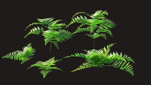 3D Model: Ferns