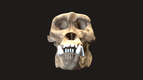 3D Model: Gorilla Skull 1