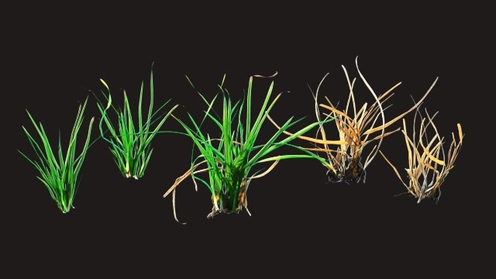 3D Model: Grass 1
