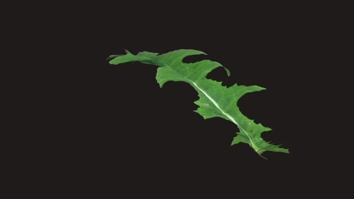 3D Model: Weed Leaf 2
