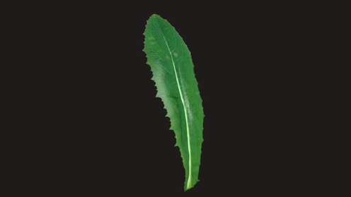 3D Model: Weed Leaf 3