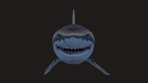 3D Model: Great White Shark (FBX + C4D)
