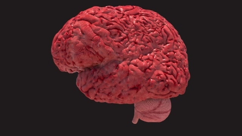 3D Model: Human Brain