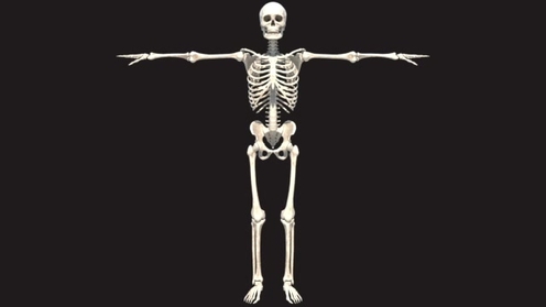 3D Model: Human Skeleton