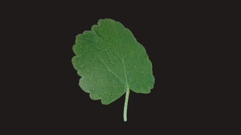 3D Model: Mallow Leaf 1