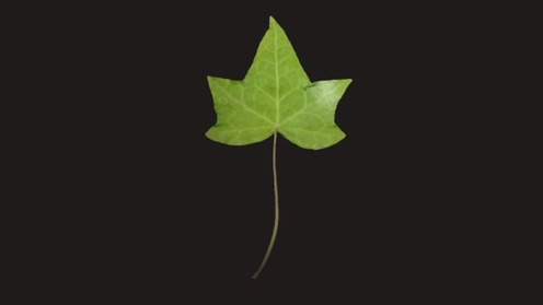 3D Model: Ivy Leaf 1