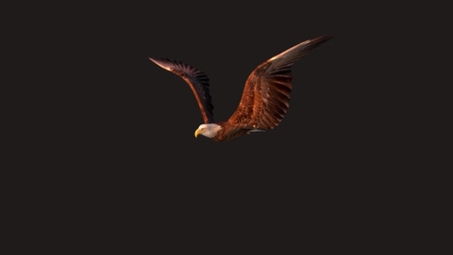 3D Model: Eagle 1