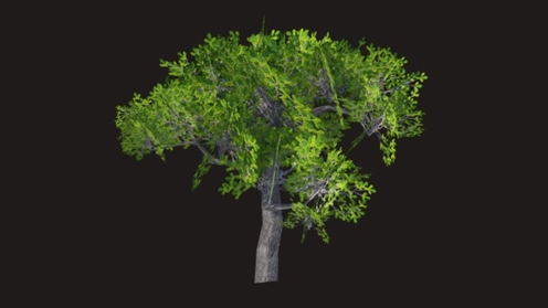 3D Model: Oak Tree Low Poly 2