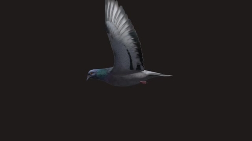 3D Model: Pigeon 1