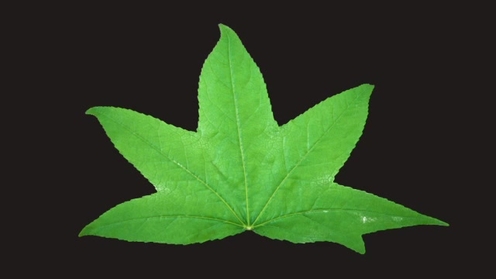 3D Model: Sweetgum Tree Leaf 1