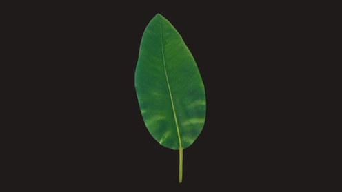 3D Model: Magnolia Tree Leaf 2