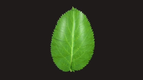 3D Model: Birch Tree Leaf 3