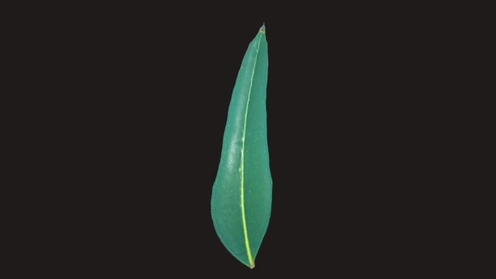 3D Model: Eucalyptus Tree Leaf 5