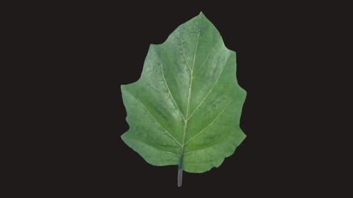3D Model: Tree Leaf 8