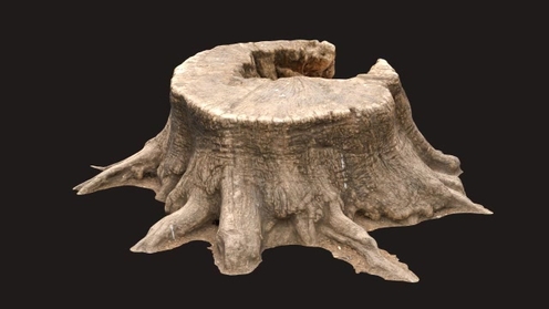 3D Model: Tree Stump
