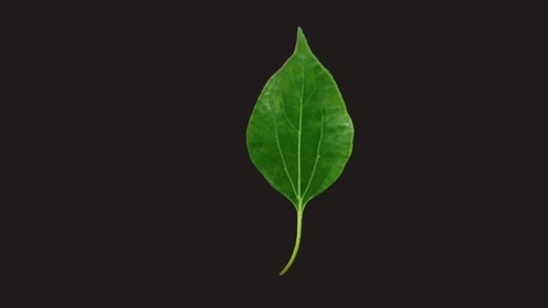 3D Model: Vine Leaf