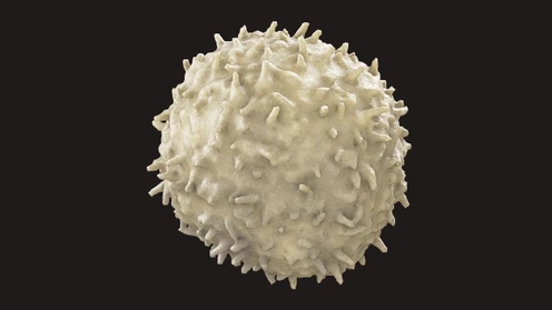 3D Model: White Blood Cell