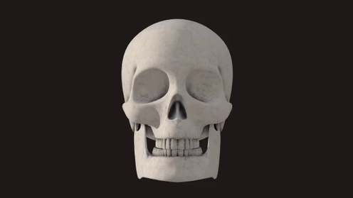 3D Model: Skull Model And Textures